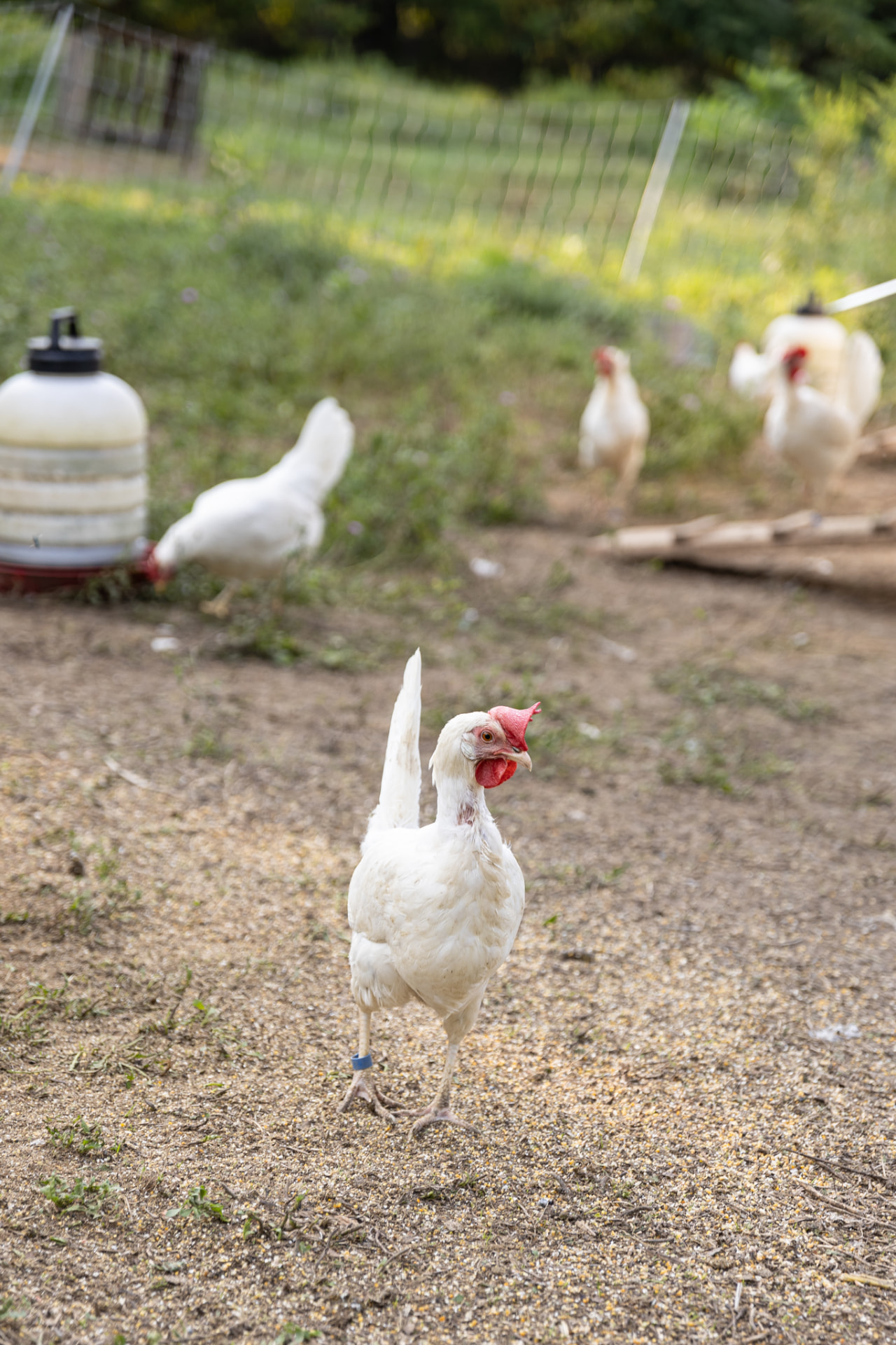 Pasture-raised white chickens grazing in the field at The Big Green Farm